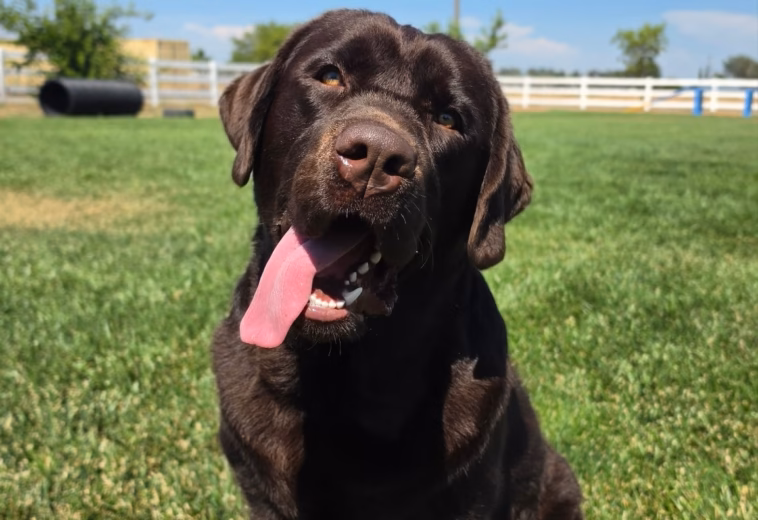 Southern California Chocolate Labrador Puppy for Sale