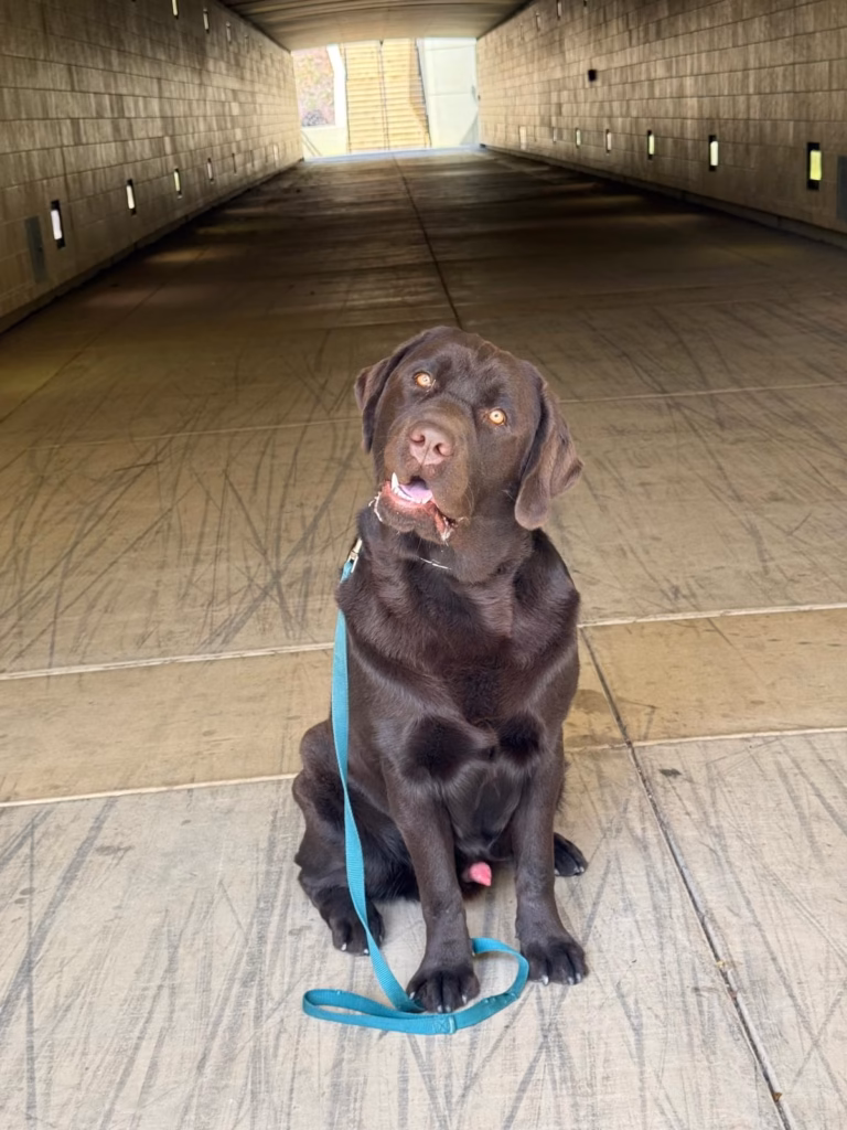 Structural Obedience Training Tunnel Work A chocolate Labrador retriever puppy sitting perfectly on a leash in the center of a long concrete tunnel during outdoor training.