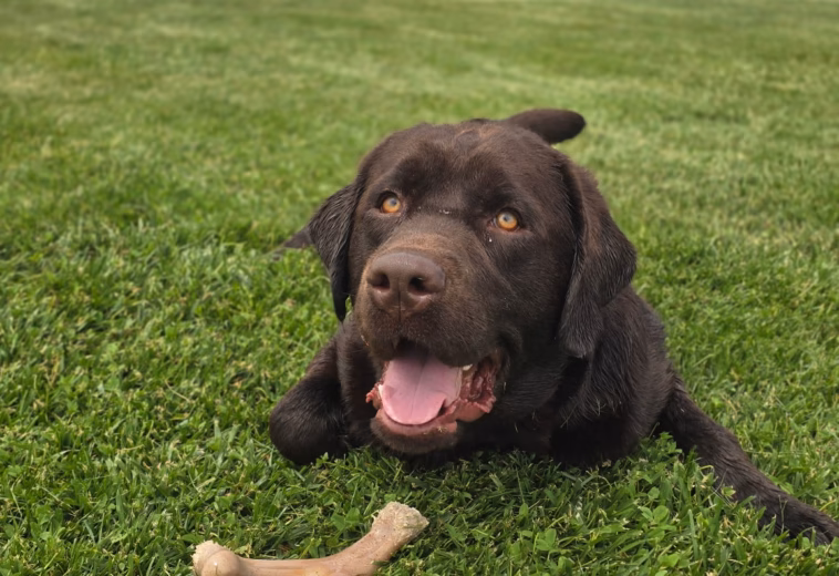 Trained Chocolate Labrador Puppy Playing with Toy