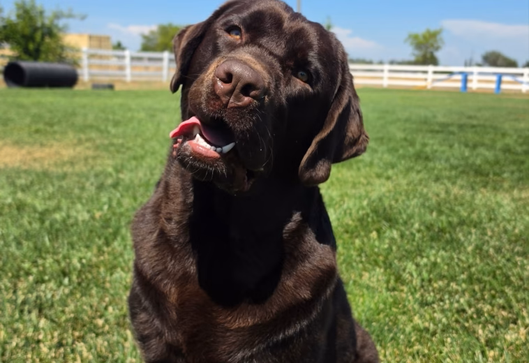 West Coast Chocolate Labrador Rehoming and Adoption