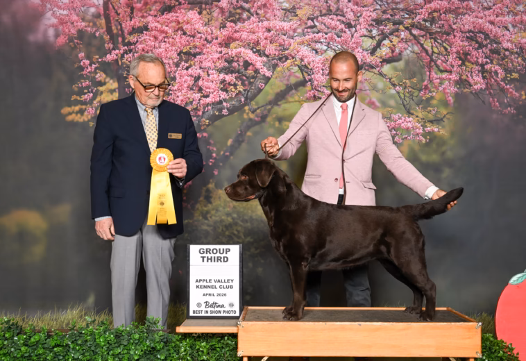 Cleo – Sporting Group Third at Apple Valley Kennel Club