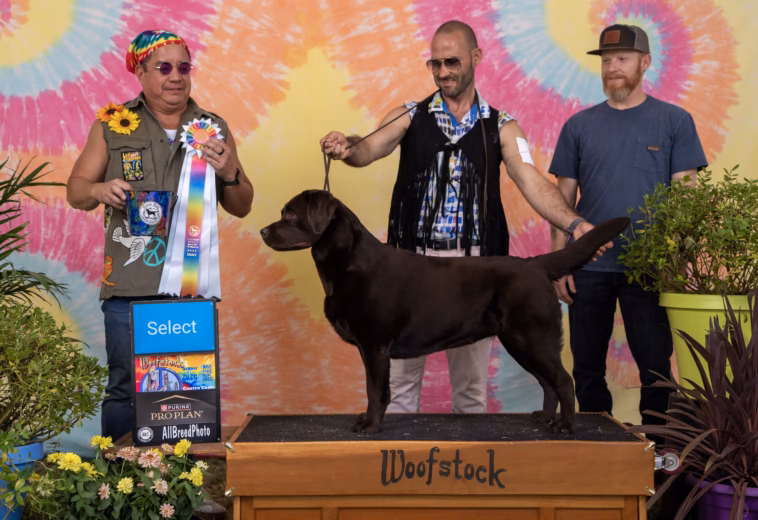 Cleo – Select Bitch and Four-Point GCH Major at Woofstock